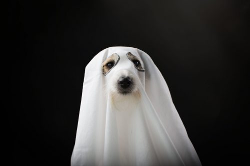 Ghost Dog